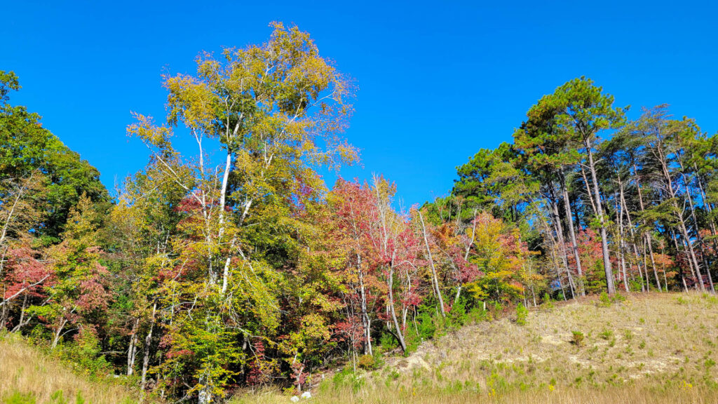 EARTH DAY: 11 events across Alabama—cleanups, festivals + more EARTH DAY: 11 events across Alabama—cleanups, festivals + more