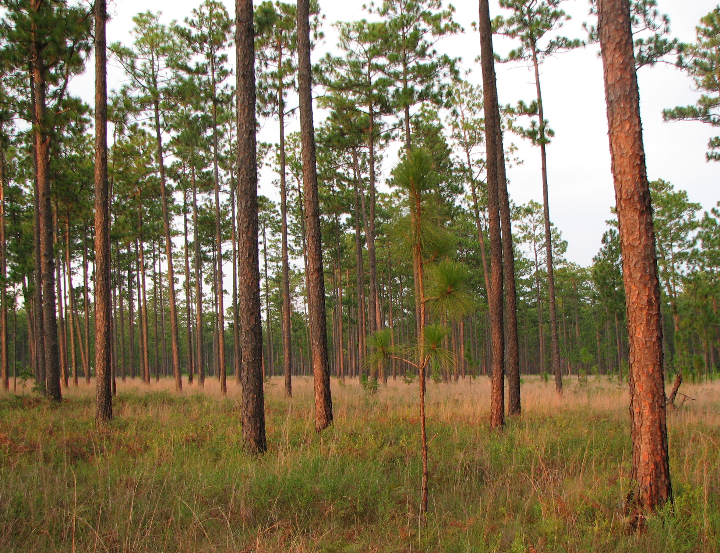 Conecuh National Forest