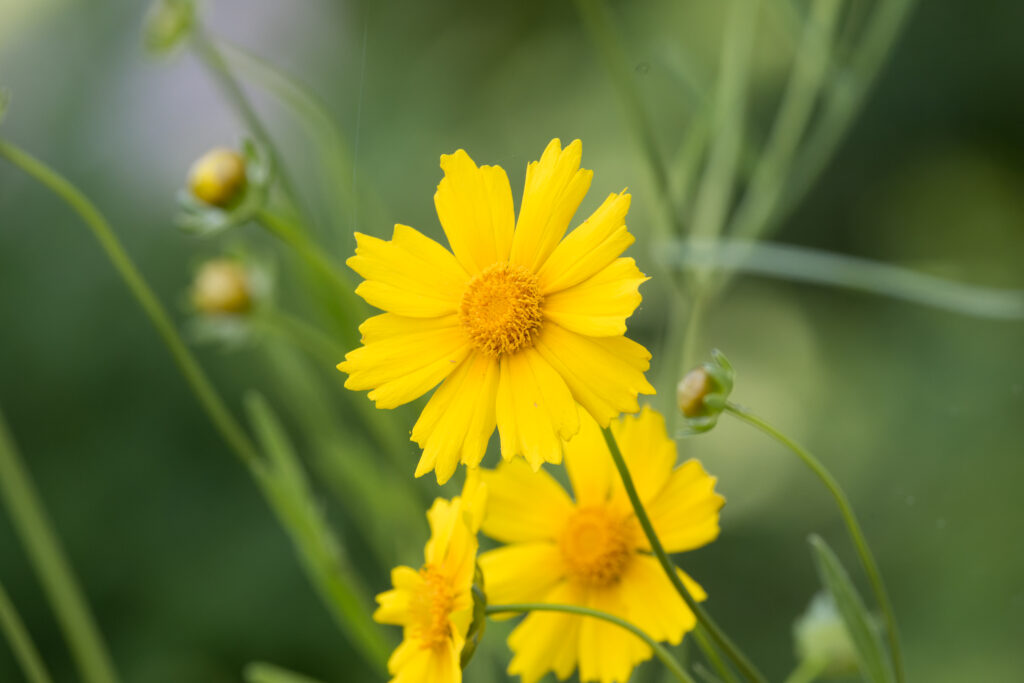 5 scenic parks to find native Alabama flowers across the state 5 scenic parks to find native Alabama flowers across the state