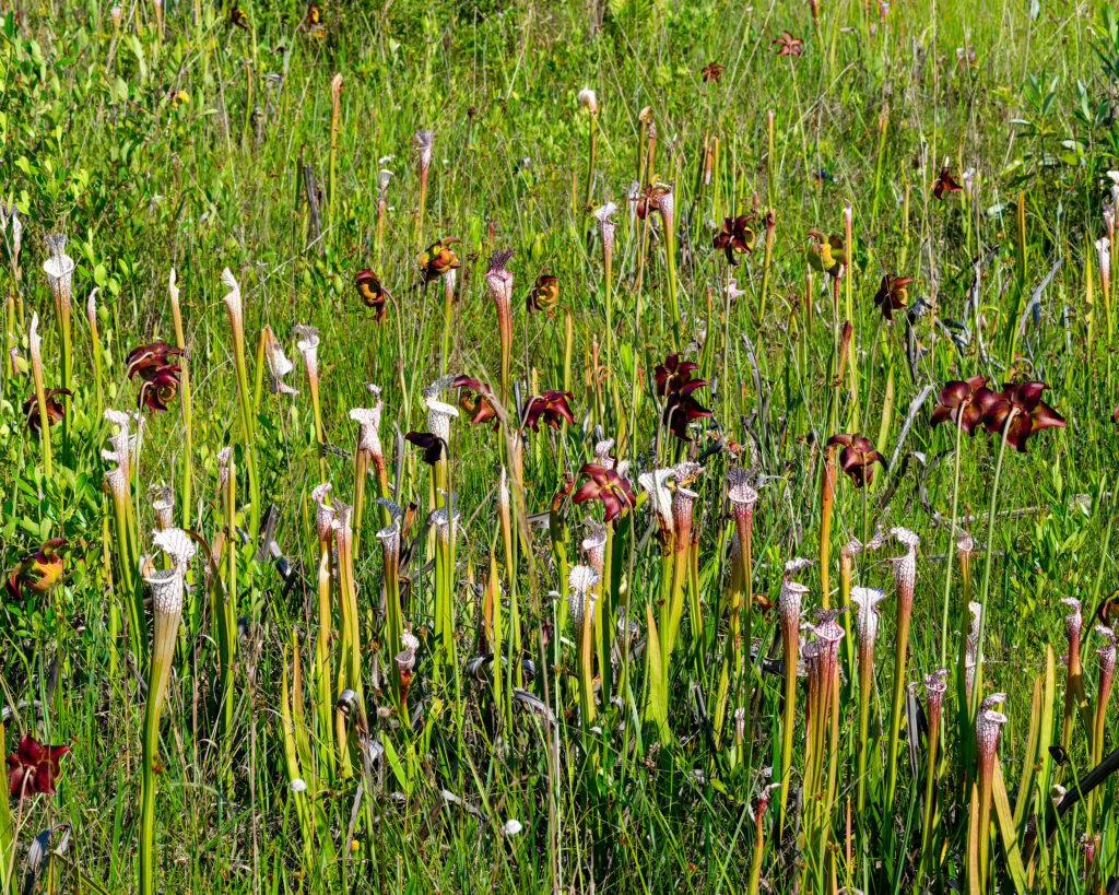 Rare native plants are now protected by Nature Conservancy due to local donations Rare native plants are now protected by Nature Conservancy due to local donations