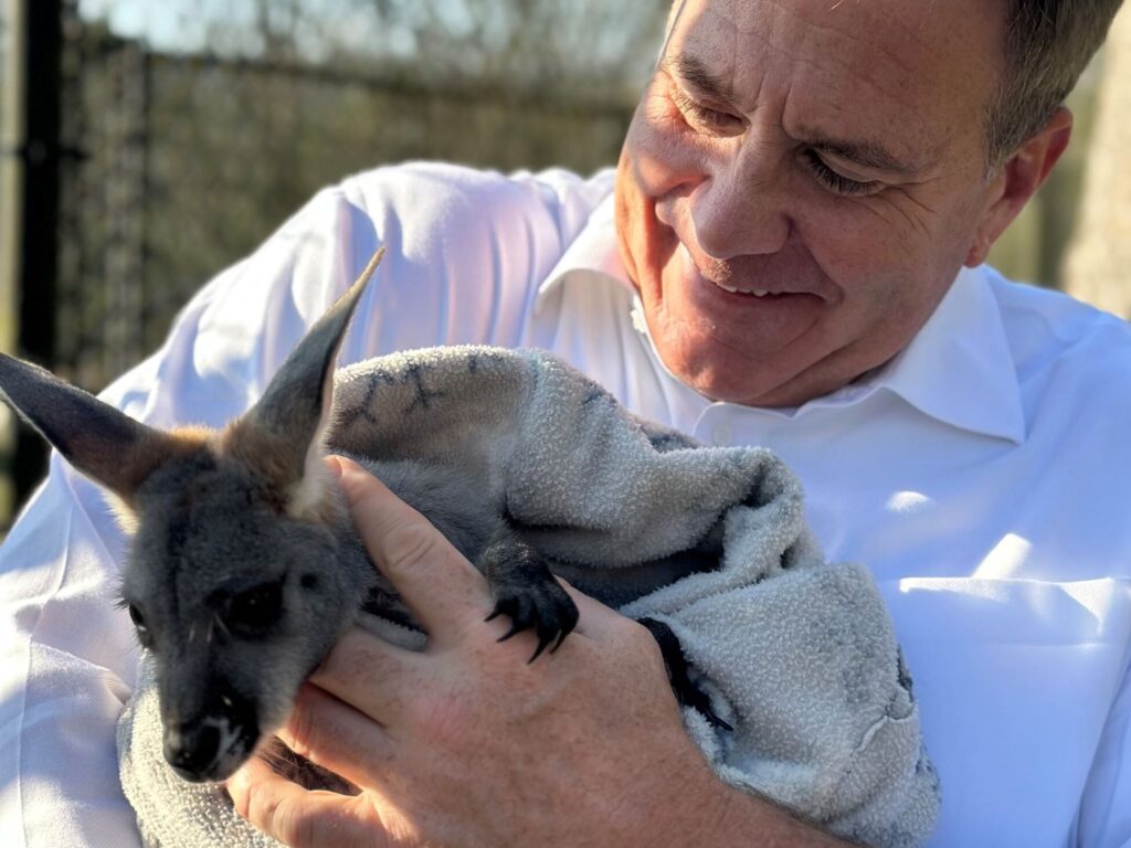 Baby kangaroo added to Noccalula Falls petting zoo Baby kangaroo added to Noccalula Falls petting zoo
