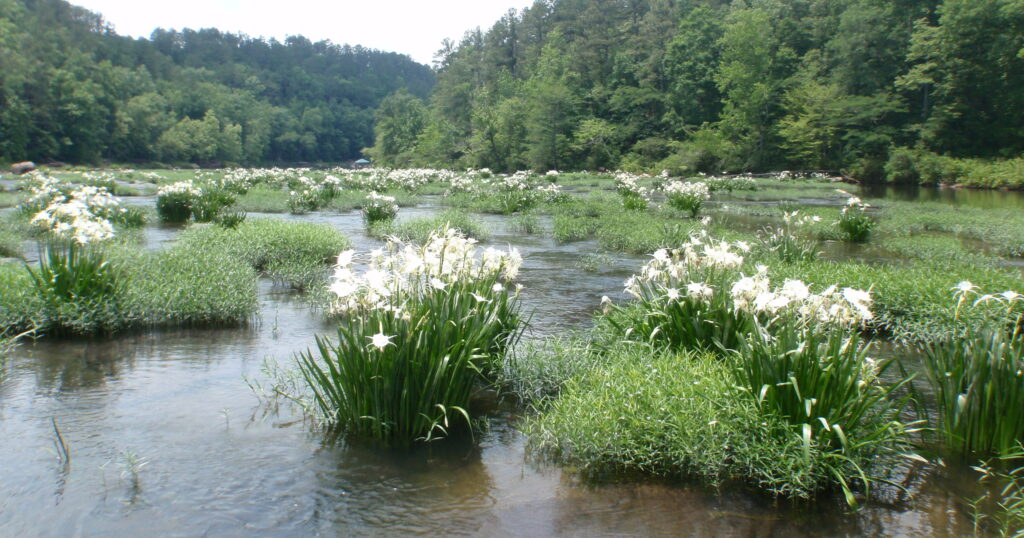Lilies In Cahaba River E1683376071657 Outdoors