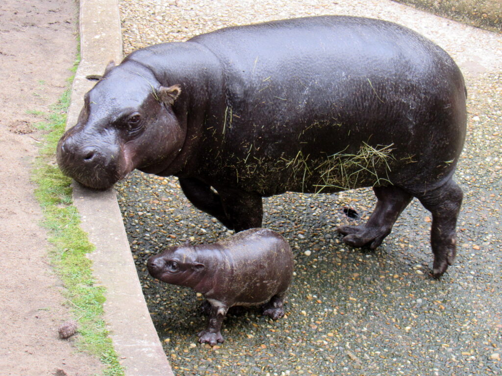 BABY HIPPO ALERT: Meet Montgomery Zoo’s cutest new addition BABY HIPPO ALERT: Meet Montgomery Zoo’s cutest new addition