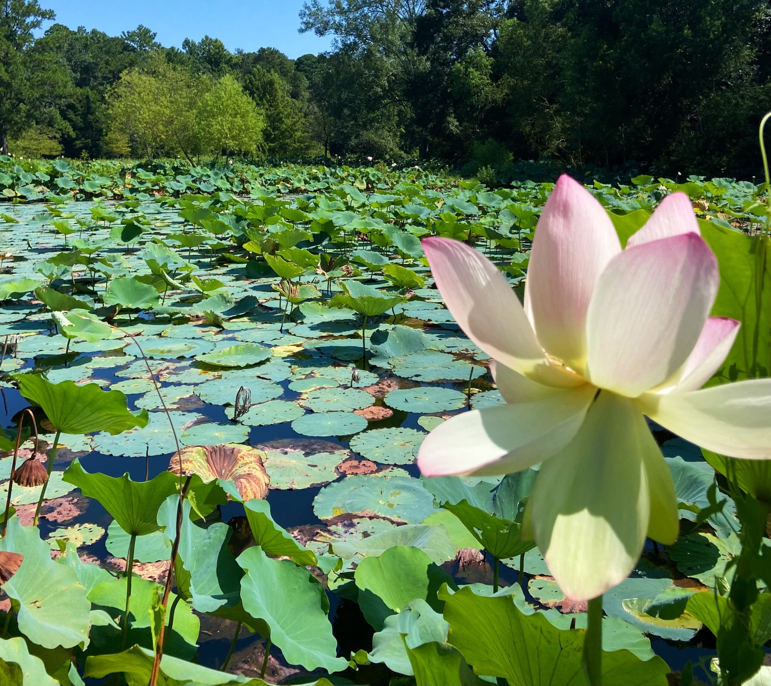 5 beautiful walking trails in Mobile 5 beautiful walking trails in Mobile