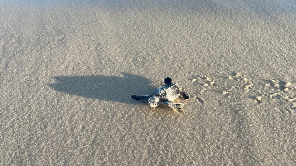 New: First Dauphin Island Green Sea Turtle Nest Has Hatched [Pictures]