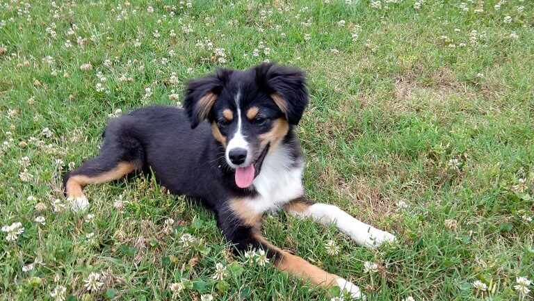 Dog days of summer in Alabama—pet safety + dangers Dog days of summer in Alabama—pet safety + dangers