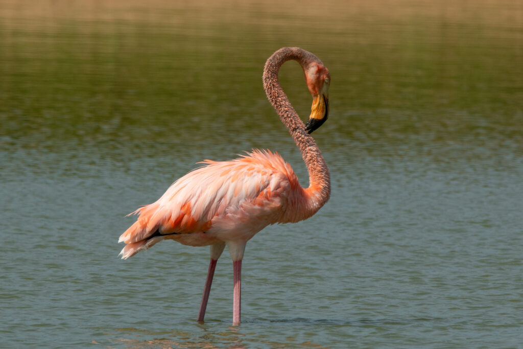 Flamingos in Alabama? What you need to know Flamingos in Alabama? What you need to know