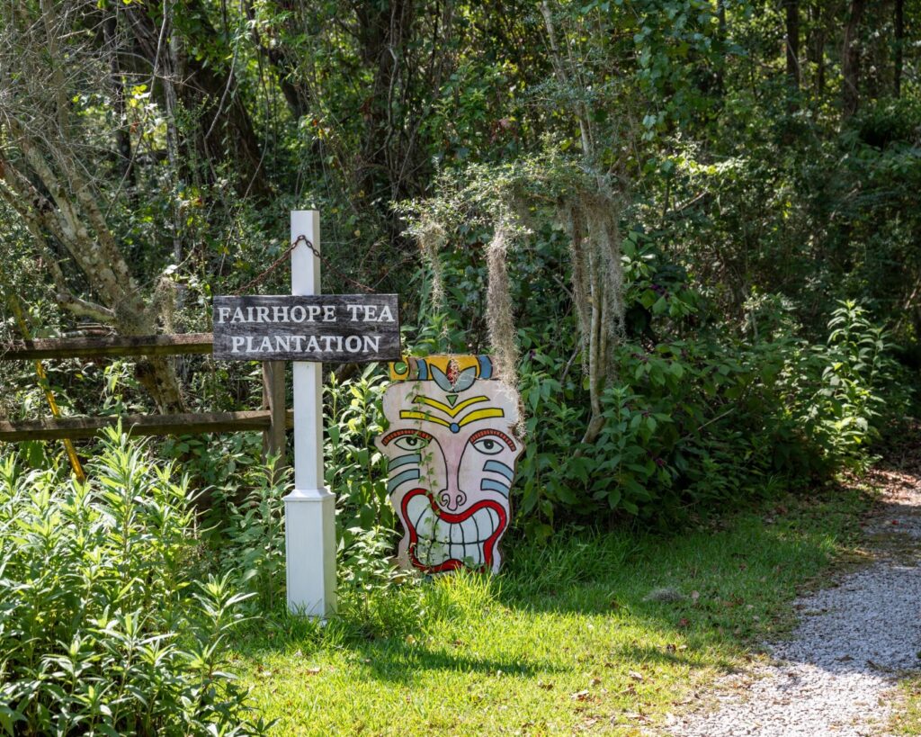 This tea farm in Alabama is the oldest in the nation This tea farm in Alabama is the oldest in the nation