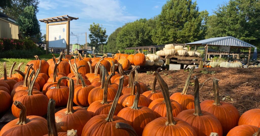 10 Alabama pumpkin patches to explore this fall 10 Alabama pumpkin patches to explore this fall