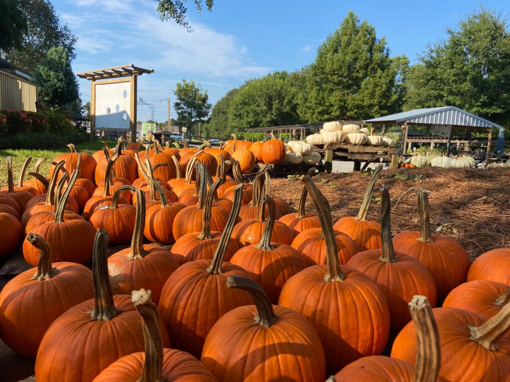 5 pumpkin patches to check out in the Mobile area 5 pumpkin patches to check out in the Mobile area