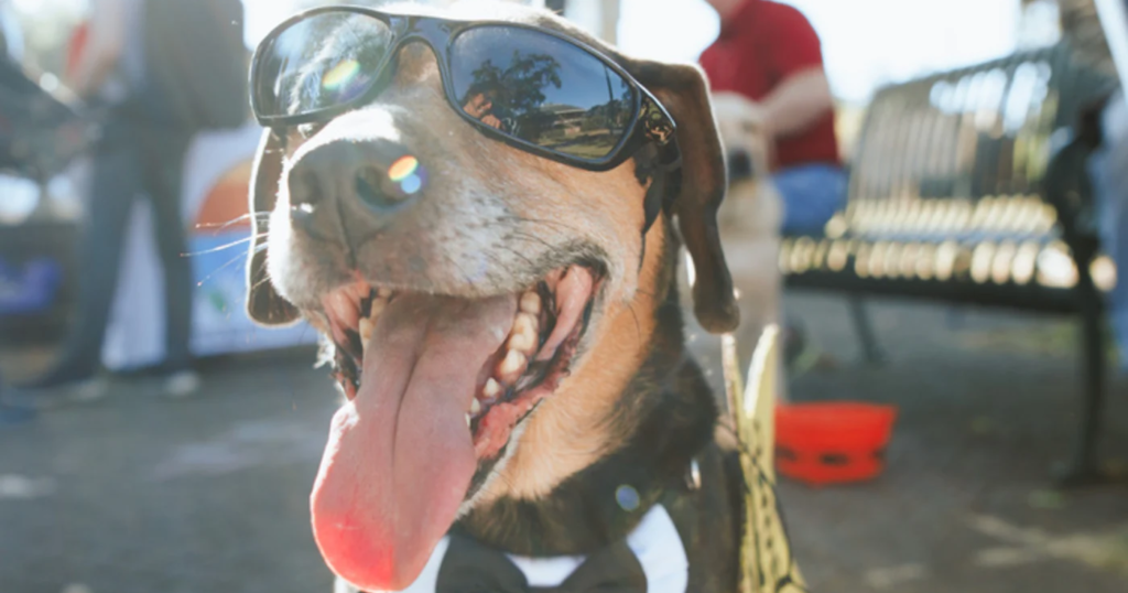 Tuscaloosa’s second Dogtoberfest to happen again this year Tuscaloosa’s second Dogtoberfest to happen again this year