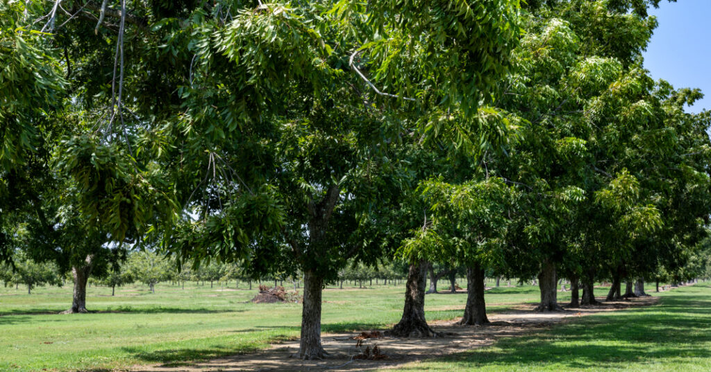 How to celebrate Arbor Day in Alabama 2025