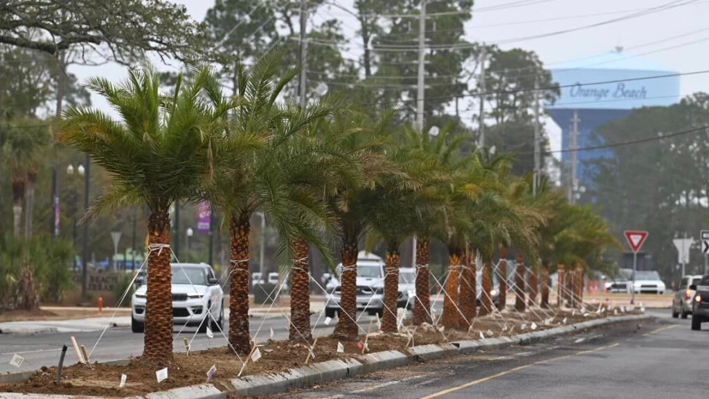 New palm trees planted along median in Orange Beach