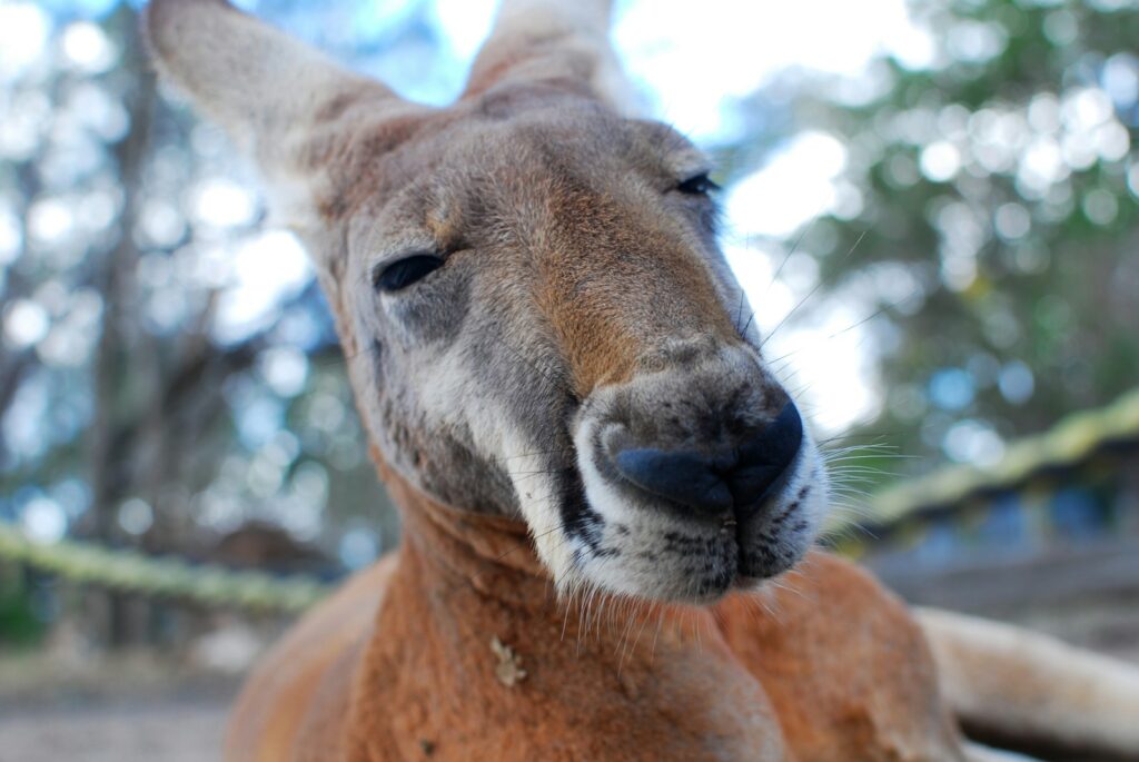 Kangaroos at Noccalula Falls petting zoo get new names thanks to local students Kangaroos at Noccalula Falls petting zoo get new names thanks to local students
