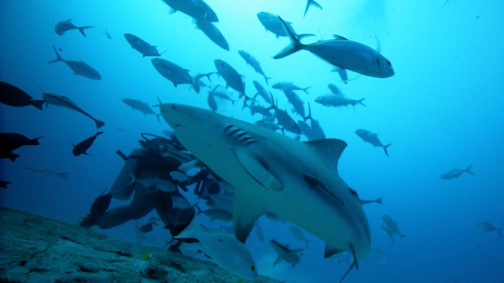 Rising water temperatures could be good news for Alabama’s bull shark population—here’s why Rising water temperatures could be good news for Alabama’s bull shark population—here’s why