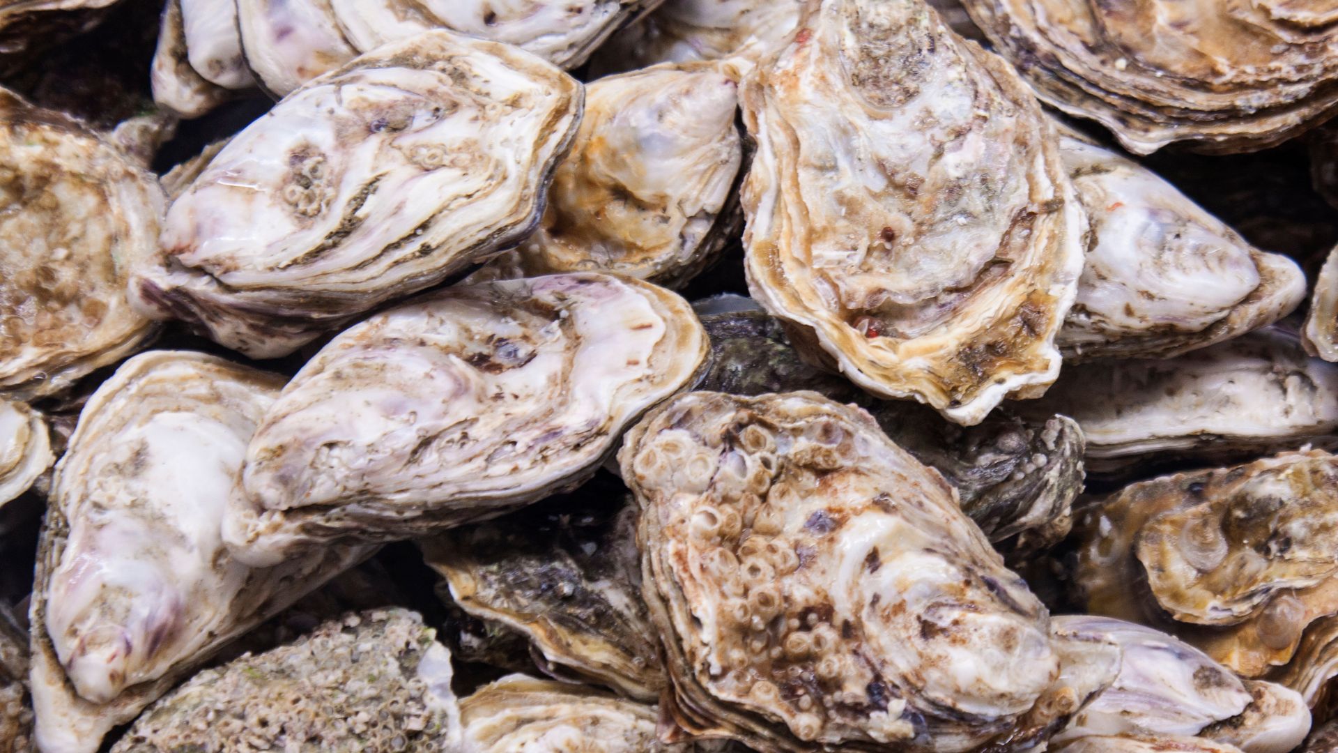 Why recycling oyster shells is important + how a M grant will help those efforts