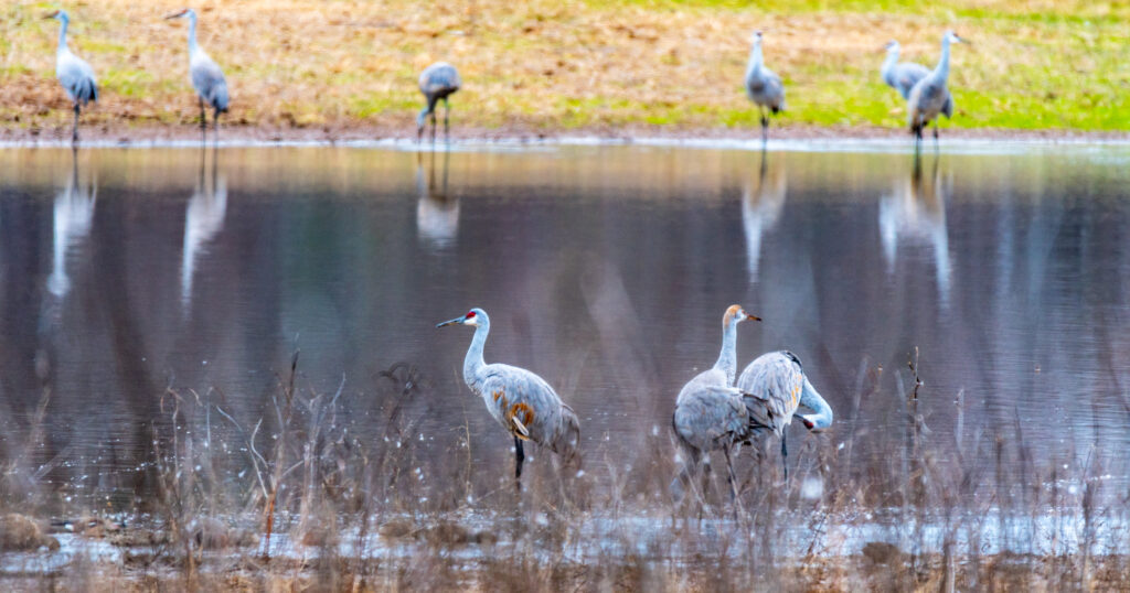 Two Alabama wildlife refuges nominated for USA Today’s 10Best