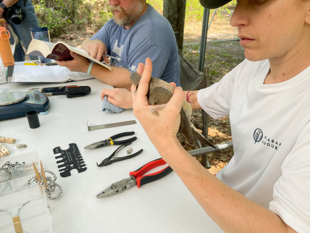 RECAP: Alabama Audubon banded 360+ birds at Fort Morgan RECAP: Alabama Audubon banded 360+ birds at Fort Morgan
