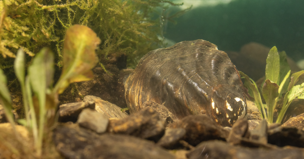 Rare Alabama mussel needs your vote for International Mollusc of the Year