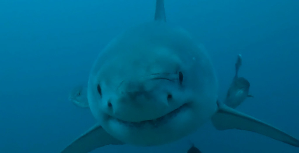 Great White Shark Spotted Near Alabama Coast [Watch]