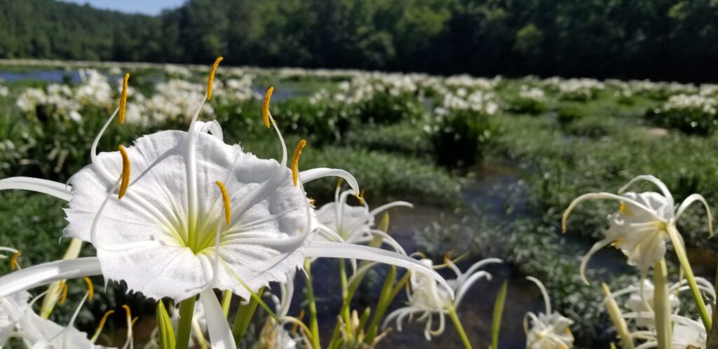 Cahaba lilies are blooming early this year before Mother’s Day