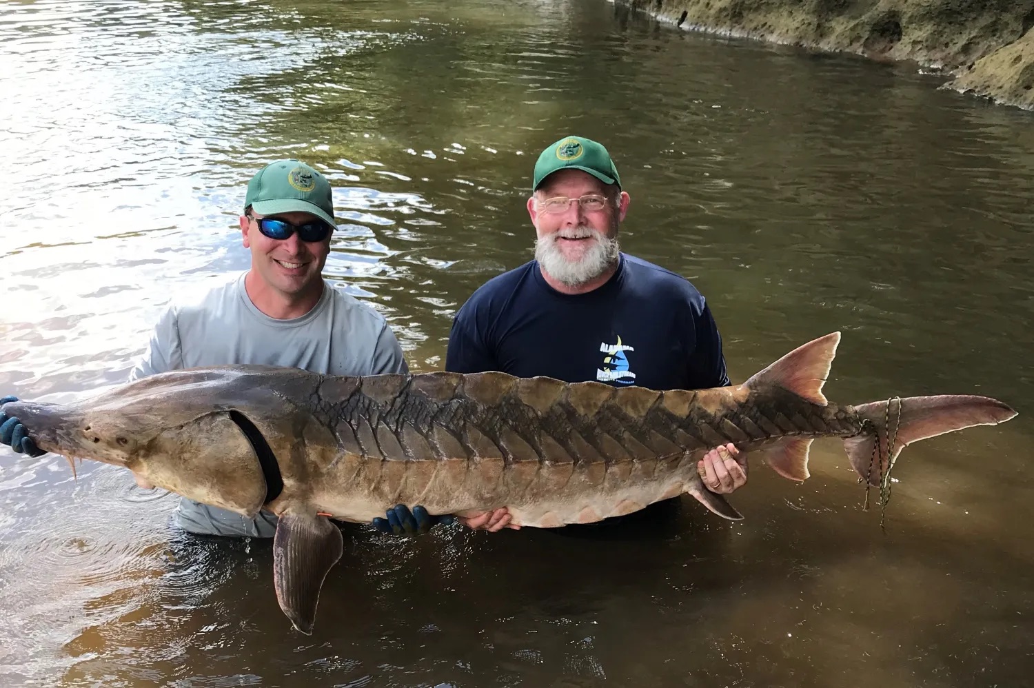 How removing Alabama’s oldest dam will free migratory fish How removing Alabama’s oldest dam will free migratory fish