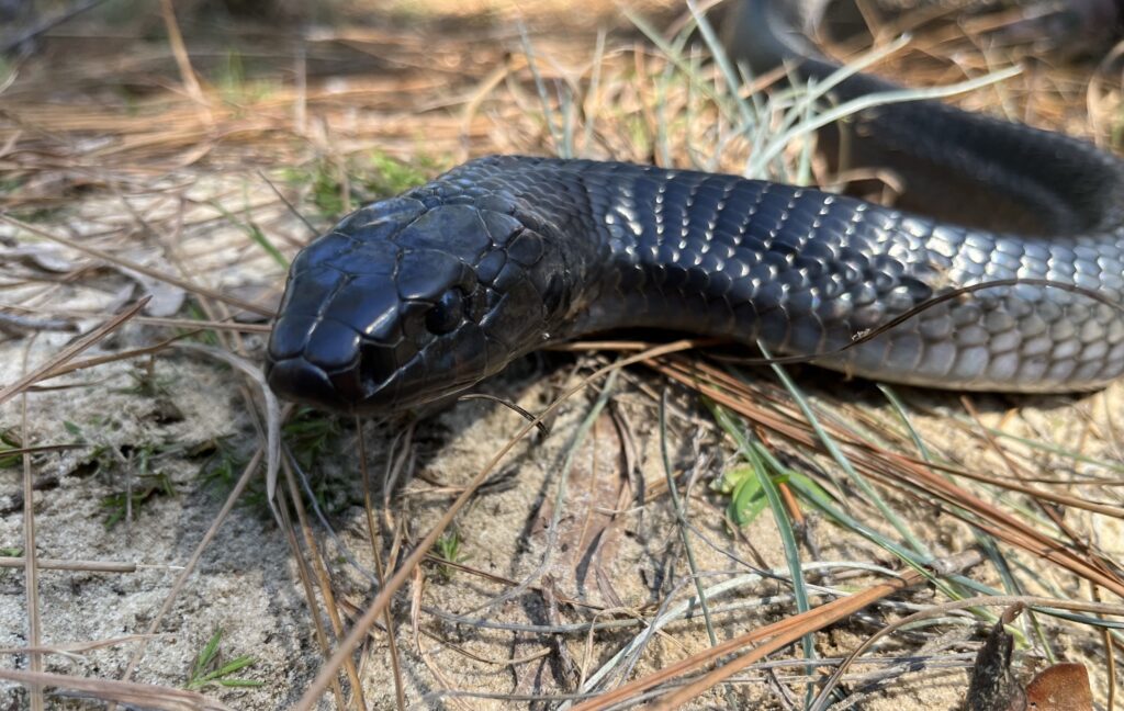 Bringing Back Indigo Snakes To Alabama, Bad News For Copperheads + Cottonmouths [Videos]