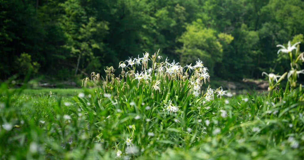 Cahaba lilies are in season—how to find one of Alabama’s natural wonders