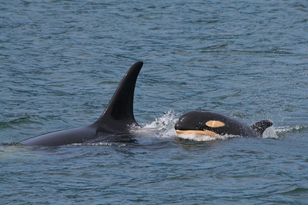 Orcas Reportedly Spotted In Gulf Of Mexico [Video]
