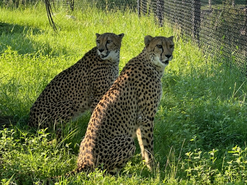 New cheetahs make debut at Alabama Gulf Coast Zoo