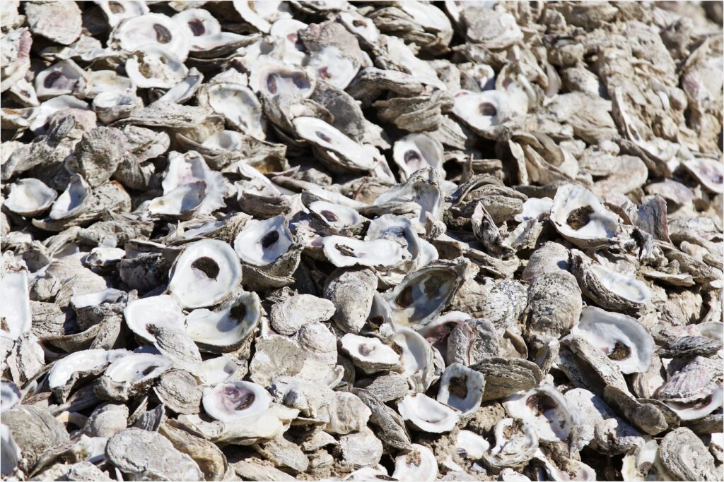 Alabama Oyster Shell Recycling Program has collected nearly 24M shells since 2016. Here is why it matters.