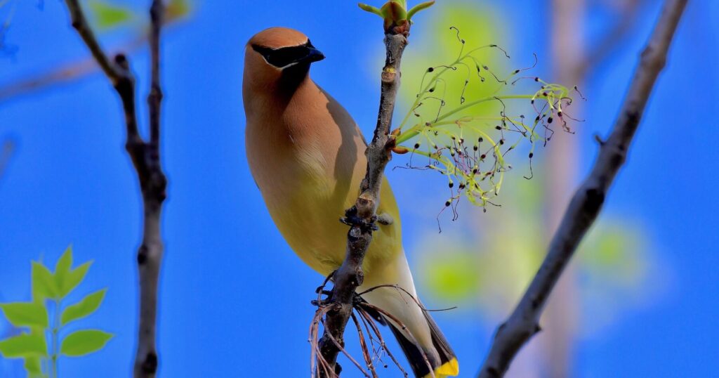 See rare birds + more at the Alabama Audubon Festival—Aug. 2-4 See rare birds + more at the Alabama Audubon Festival—Aug. 2-4