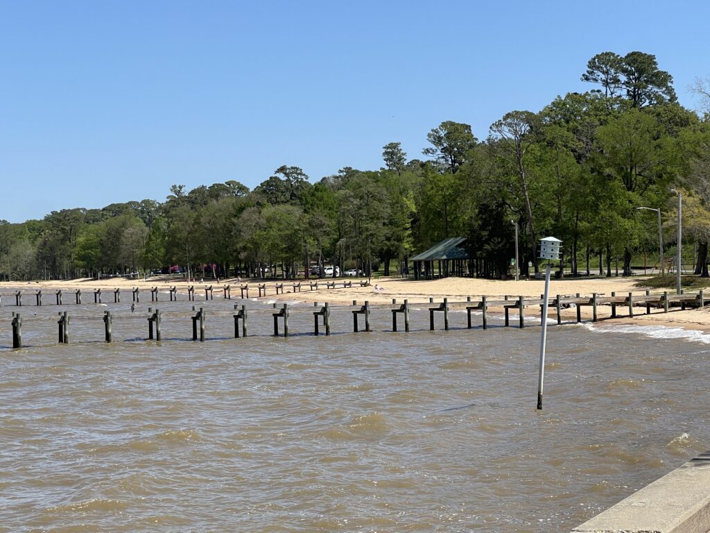 What is a jubilee + why do coastal Alabamians love them?
