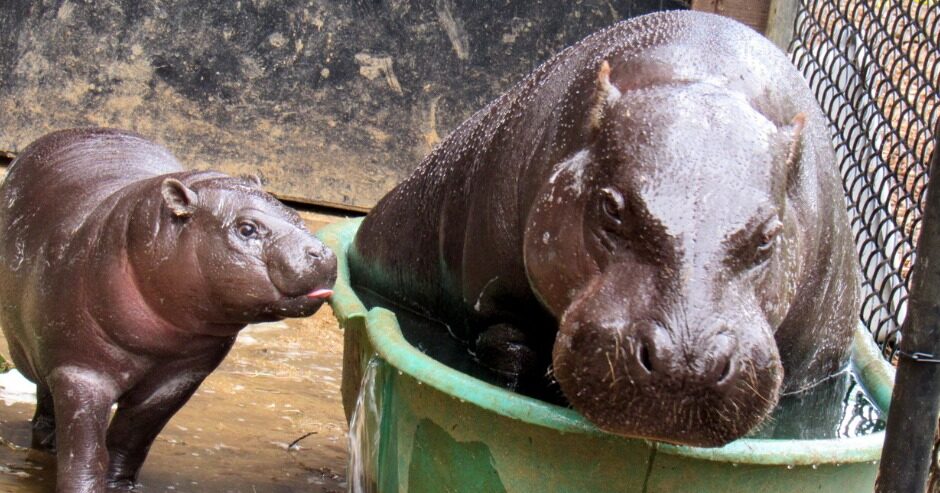 New endangered pygmy hippo calf introduced at Montgomery Zoo New endangered pygmy hippo calf introduced at Montgomery Zoo
