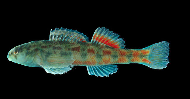 19 Beautiful Fish Species That Live Only In Alabama—Find Out Why [Photos]