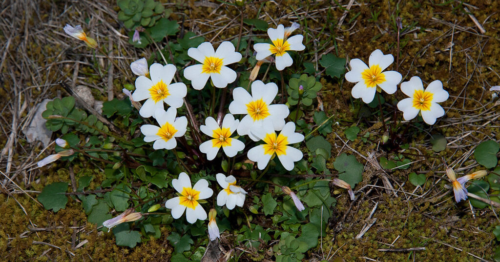 You’ll Find These 31 Amazing Plants Only In Alabama [Photos]