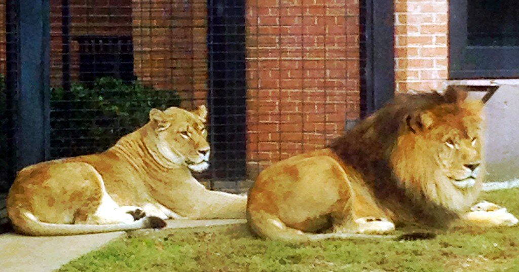 Should North Alabama have live lion mascots on campus? UNA wants to hear from you