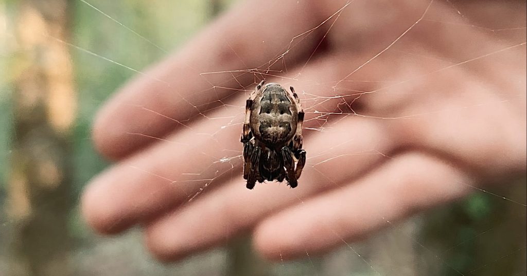 10 amazing spiders of Alabama 10 amazing spiders of Alabama