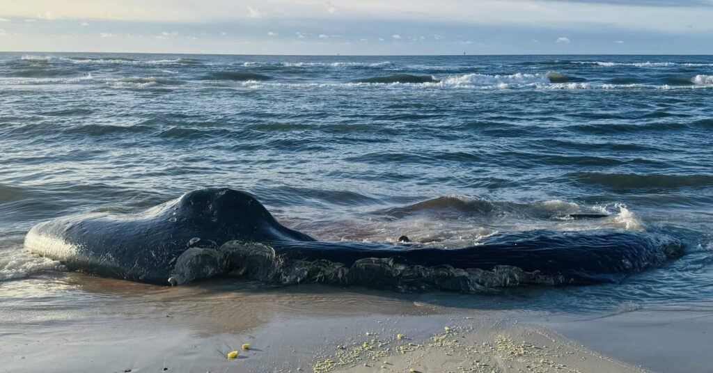CONFIRMED: Sperm whale carcass washes ashore in Fort Morgan