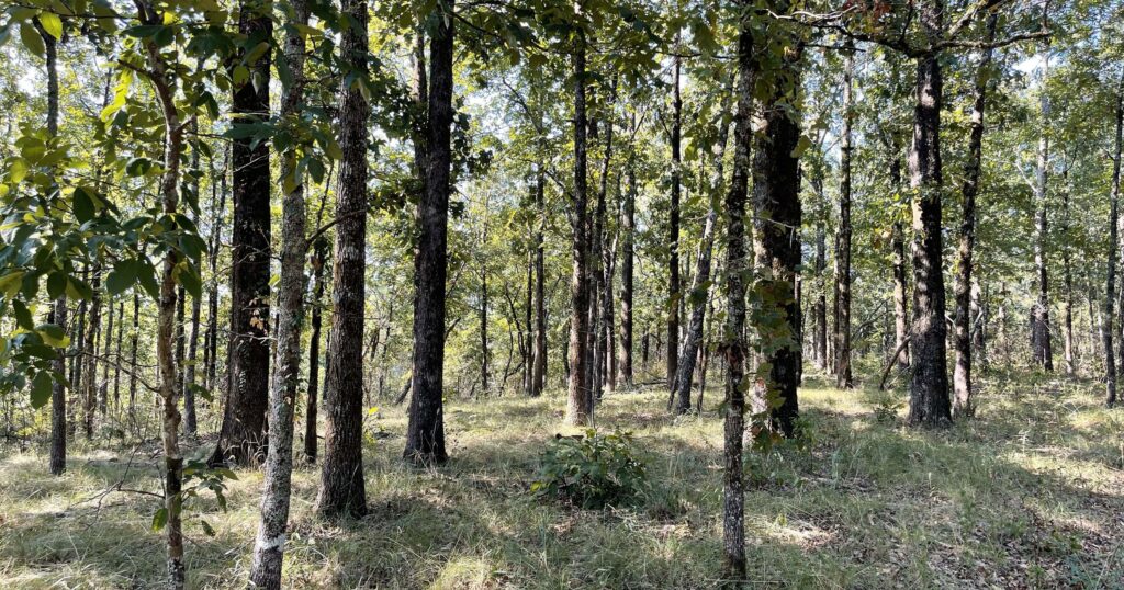 715 acres added to Fenvkvcēkv Creek Preserve at Flagg Mountain 715 acres added to Fenvkvcēkv Creek Preserve at Flagg Mountain