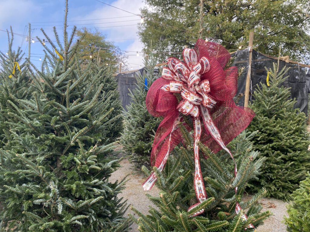 Your ultimate guide to family-owned, Alabama Christmas tree farms Your ultimate guide to family-owned, Alabama Christmas tree farms