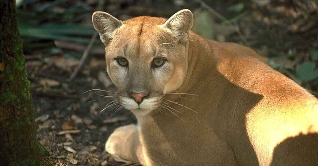 Florida Panther, Red Wolf, Indigo Snake—can Alabama bring them back?