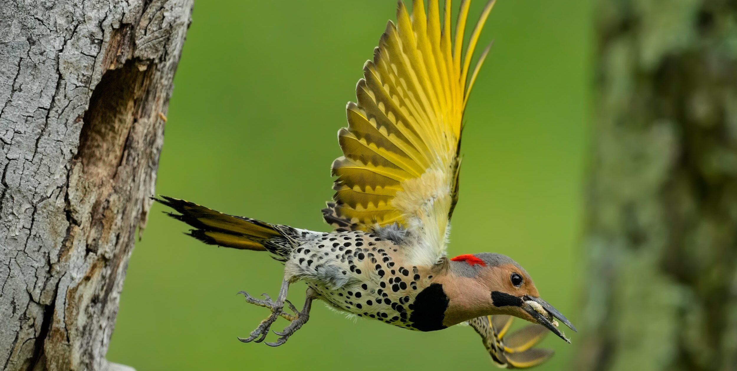 Peak bird migration has arrived in Alabama: An ‘egg-sighting’ season Peak bird migration has arrived in Alabama: An ‘egg-sighting’ season