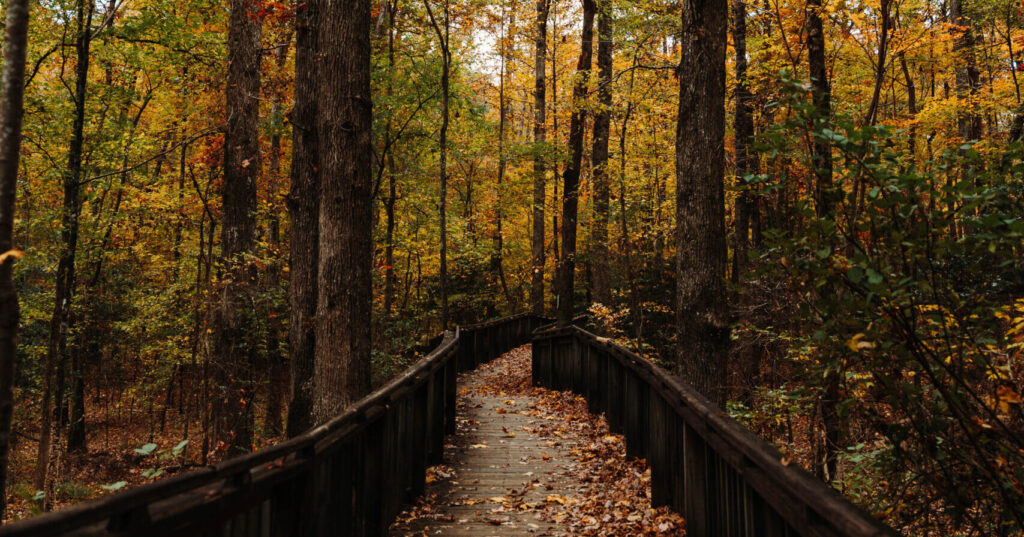 Meteorological fall is officially here—what it means for Alabama