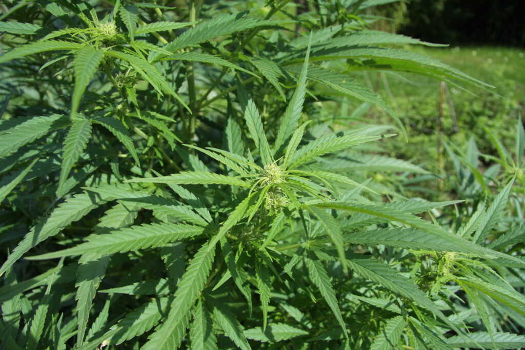 New .4M cannabis testing facility coming to Foley