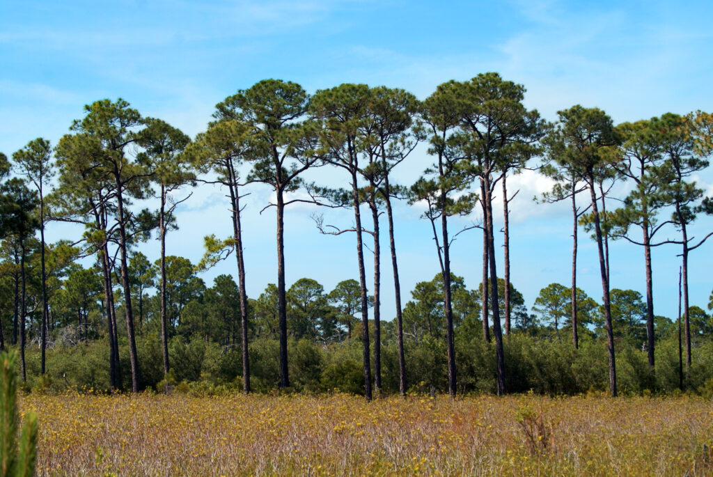 2 Alabama gems named to USA Today’s 10Best Wildlife Refuges in the country