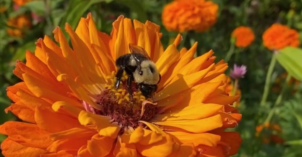 This Alabama town just became the state’s 3rd Bee City USA