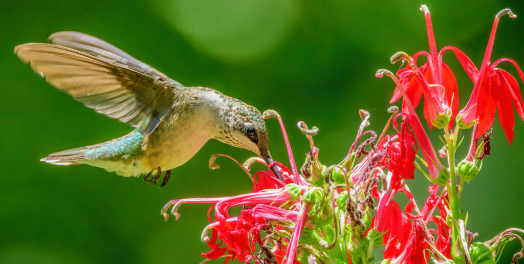 Hummingbirds return to Alabama for spring Hummingbirds return to Alabama for spring