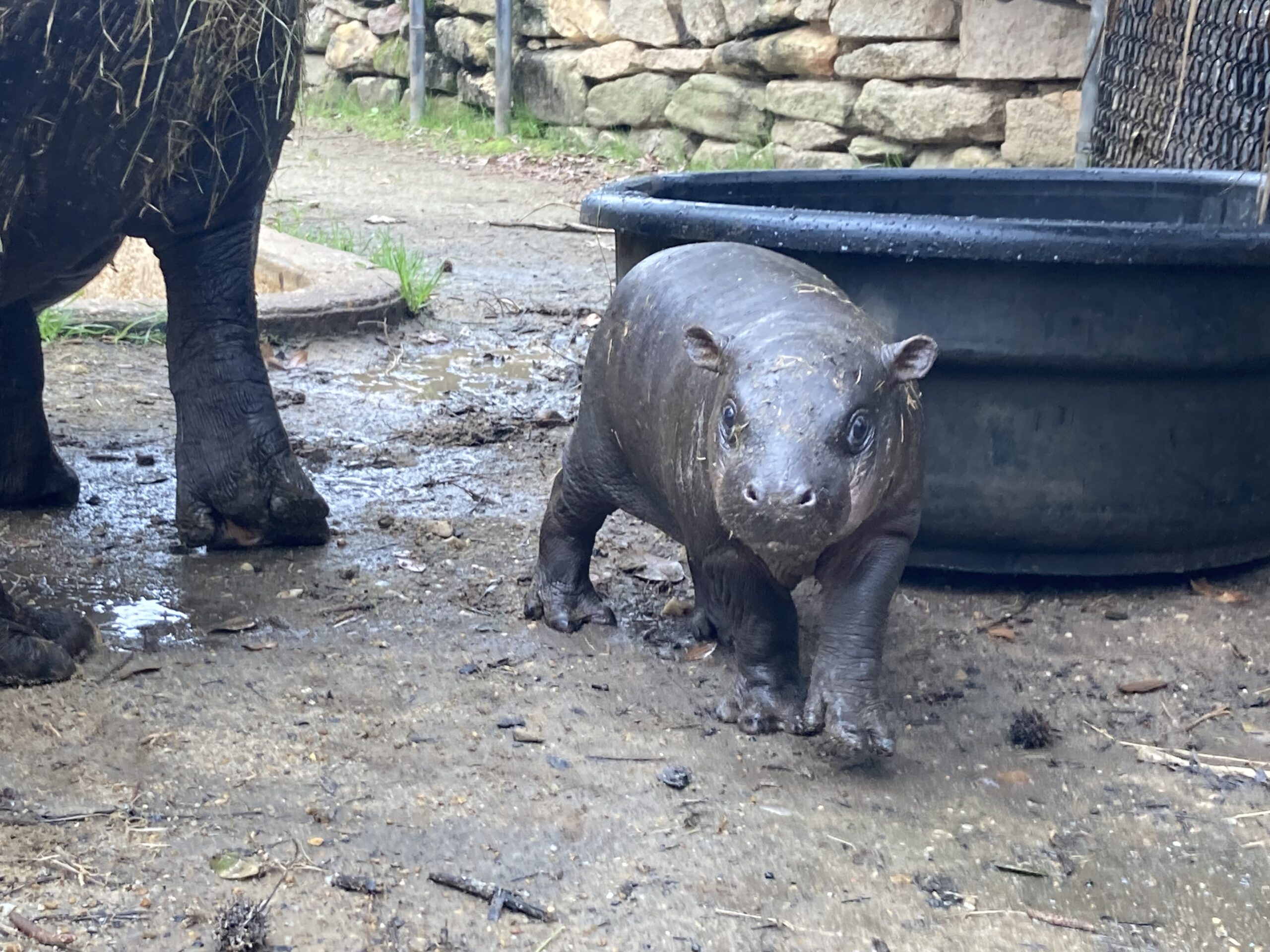 Baby hippo makes her public debut at the Montgomery Zoo Baby hippo makes her public debut at the Montgomery Zoo