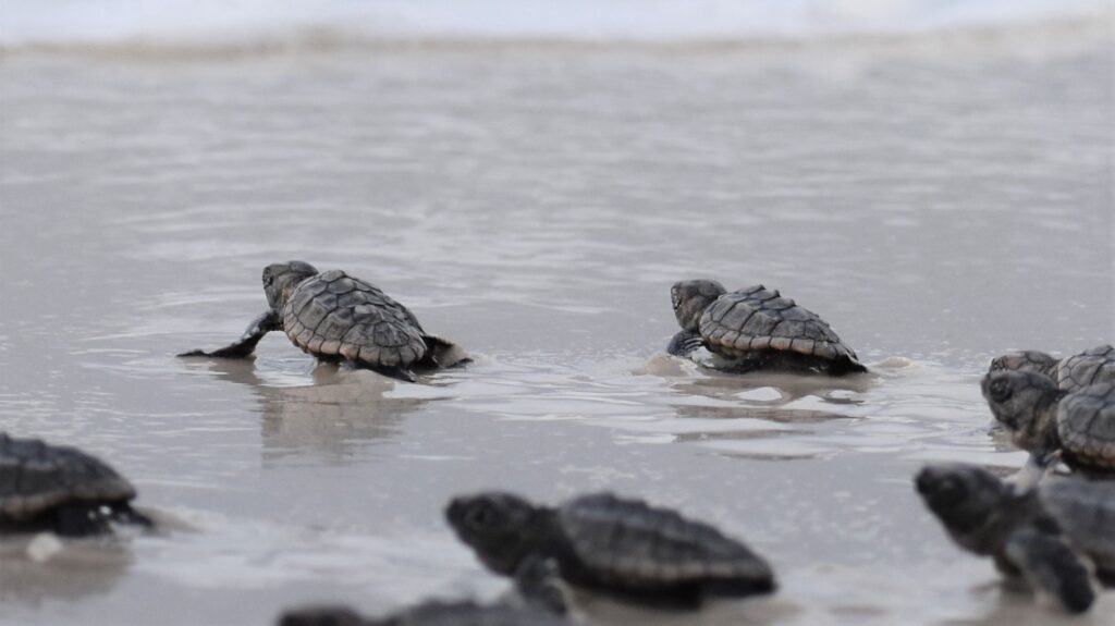 Protecting Alabama’s Sea Turtles: How to get involved